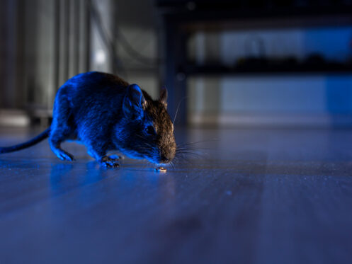 How to prevent rodents in your hvac